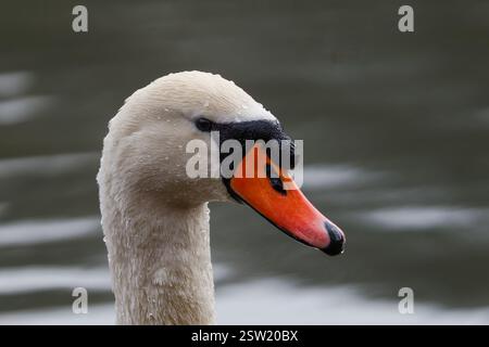 Ein stummer Schwan (Cygnus olor), der auf dem Wasser schwappt, mit einer schönen Reflexion von ihm auf den Wellen Stockfoto