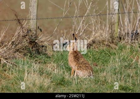 Der Europäische Hase (Lepus europaeus), auch als Braunhase bekannt, landwirtschaftliche Felder Stockfoto