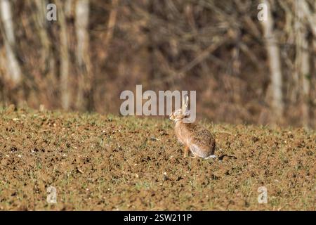 Der Europäische Hase (Lepus europaeus), auch als Braunhase bekannt, landwirtschaftliche Felder Stockfoto