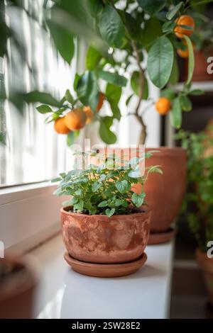 Zitronenmelisse-Kraut im alten Terrakotta-Topf auf Fensterbank zu Hause, Nahaufnahme. Gartenkonzept im Innenbereich Stockfoto