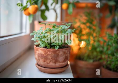 Zitronenmelisse-Kraut im alten Terrakotta-Topf auf Fensterbank zu Hause, Nahaufnahme. Gartenkonzept im Innenbereich Stockfoto