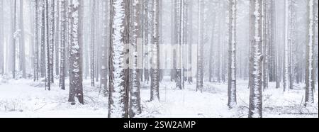 Eine Panorama-Winterlandschaft mit einem weißen Wald bedeckt mit Schnee und Nebel im Hintergrund, was es zu einem mystischen Bild macht Stockfoto