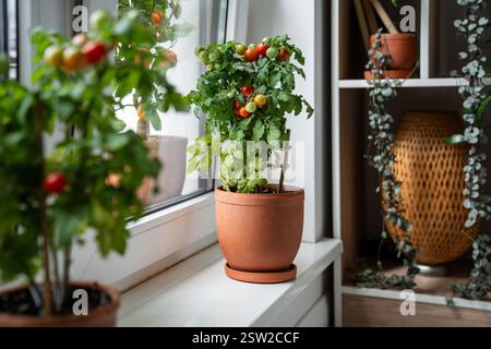 Hausgemachte kleine Balkonstrauche kirschrote Tomaten in Tontöpfen, die zu Hause auf der Fensterbank wachsen. Stockfoto