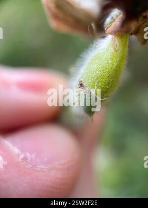 Lupinen-Blattlaus (Macrosiphum albifrons), Insecta, Queen's Park, New Westminster, BC, CA, gefunden auf einer großblättrigen Lupine. Stockfoto