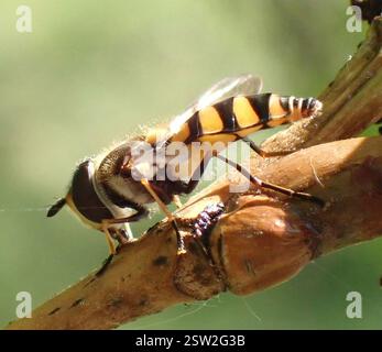 (Didea fasciata), Insecta, Meijendel und Berkheide, Wassenaar, Südholland, NL Stockfoto