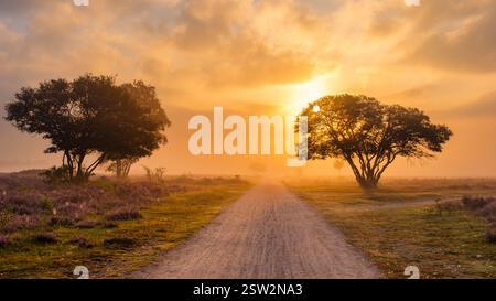 Heidefelder blühen unter einem goldenen Sonnenuntergang in Veluwe Zuiderheide, Niederlande Stockfoto