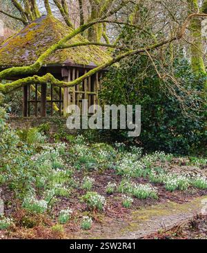 Schneeglöckchen, meist Galanthus 'S Arnott' vor einem Sommerhaus im Garden House, Buckland Monachorum, Devon, Großbritannien Stockfoto