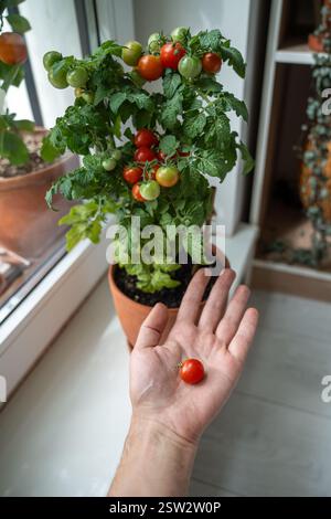 Mann hält reife Kirschtomaten, die auf der Fensterbank angebaut werden. Selbstvertrauen, natürlicher Lebensstil Stockfoto