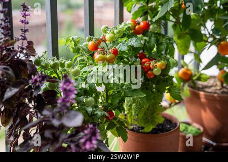 Hausgemachte kleine, kirschrote Tomate in Tontöpfen, die auf dem französischen Balkon zu Hause wachsen. Stockfoto