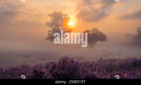 Ruhiger Sonnenaufgang über blühenden Heidefeldern in Veluwe Zuiderheide, Niederlande Stockfoto