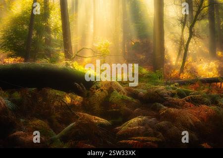 Eine wunderschöne Herbstlandschaft im Wald mit warmen Farben und Sonnenstrahlen mit Nebel am Morgen Stockfoto