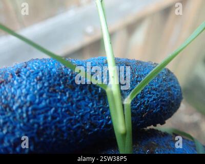 Bermuda Gras (Cynodon dactylon), Plantae, Greenhithe, North Auckland, NZ, kriechendes Gras mit sehr zähen bambusartigen Rhizomen, im halbländlichen Garten zwischen hauptsächlich exotischen Zierbäumen und Sträuchern Stockfoto