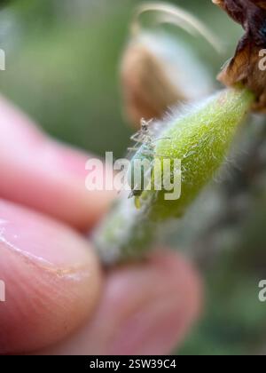 Lupinen-Blattlaus (Macrosiphum albifrons), Insecta, Queen's Park, New Westminster, BC, CA, gefunden auf einer großblättrigen Lupine. Stockfoto