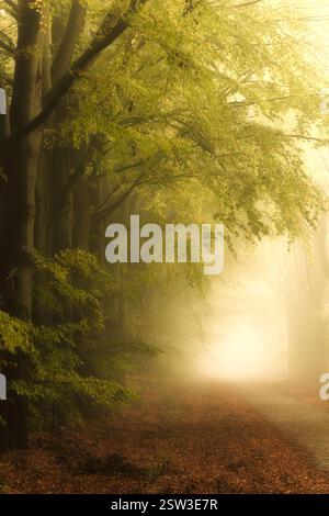 Herbstnebel im Wald an einem schönen novembermorgen mit alten Bäumen und einer Straße in der Nähe von Gasselte, Niederlande Stockfoto