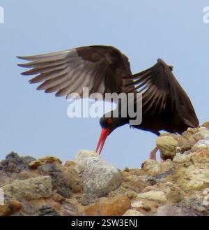 Black Oystercatcher (Haematopus bachmani), Aves, Point Lobos State Natural Reserve, Carmel, CA, USA, High-pitched, kreischende rufe dieser Ufervögel machen sie leicht zu finden. Sie werden oft auf geschützten Felsspitzen direkt vor der Küste gesehen. Der schwarze Austernfänger (Haematopus bachmani) hat einen markant langen rötlich-orangen Schnabel und rosa Füße. Sie haben einen braunen Körper, bis zu 18 Zoll lang, mit einem dunkleren braunen Kopf und einem orangen Kreis um das Auge. Die Ernährung variiert je nach Ort und Jahreszeit, aber sie ernährt sich hauptsächlich von Muscheln, wo sie reichlich vorhanden sind, Lumpen, Welpen, Segeln, Krabben, Meereswürmer Stockfoto