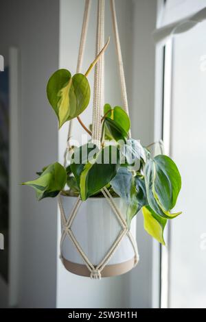 Pflanzen Sie Philodendron Brasil in weißen Keramiktopf, der an Baumwoll-Makramee hängt, neben dem Fenster zu Hause Stockfoto