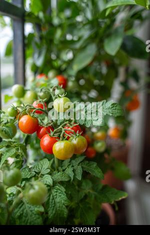 Hausgemachte kleine, kirschrote Tomate in Tontöpfen, die auf dem französischen Balkon zu Hause wachsen. Stockfoto