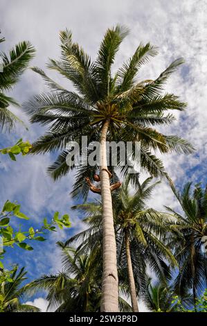 Flacher Blick auf eine Kokospalme an einem sonnigen Tag mit Einem einheimischen indonesischen Jungen, der auf den Baum klettert Stockfoto