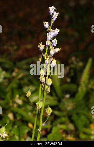 Bluebell (Hyacinthoides non-scripta), Plantae, Mill Lane Woods, Mill Lane, Beaumaris, Anglesey, Nordwales, Großbritannien Stockfoto
