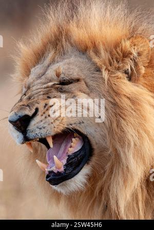 Reifer Löwe (Panthera leo) in der Region Savuti in Botswana, Afrika. Stockfoto