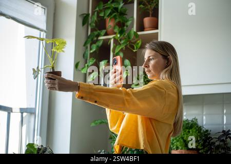 Der Blogger macht Fotos von Philodendron Houseplant für einen Blog über Pflanzen im Garten im Gewächshaus Stockfoto