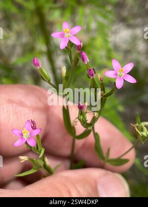 Slender Centaury (Centaurium tenuiflorum), Plantae, Temple, TX, USA Stockfoto
