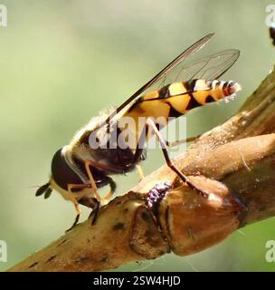 (Didea fasciata), Insecta, Meijendel und Berkheide, Wassenaar, Südholland, NL Stockfoto