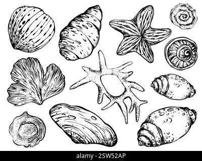 Muscheln und Seesterne-Vektorclipart auf isoliertem Hintergrund. Lineares Nautikpaket mit Korallen und Meeresschalen zum Einpacken von Papier oder Textildesign. Stock Vektor