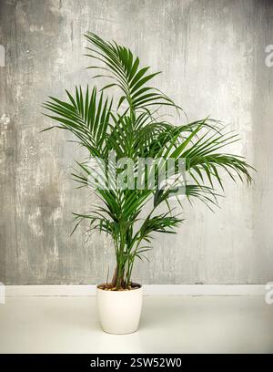 Kenzia Palme wächst in weißem Topf vor grauer Wand und repräsentiert Konzepte wie Wohnkultur, Zimmerpflanzen und tropisches Grün Stockfoto