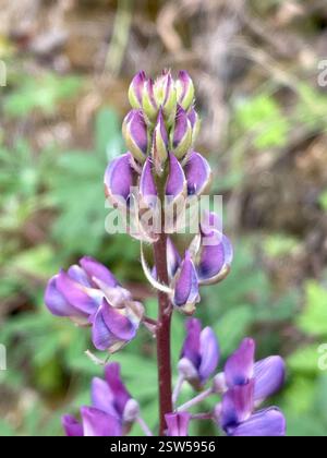 Breitblatt-Lupine (Lupinus latifolius), Plantae, Carmel, CA, USA, Laubblättrige Lupine (Lupinus latifolius latifolius) aus der Familie der Leguminosen (Fabaceae), die 3-15 dm (bis zu 59 Zoll) hoch in feuchten Böden in offenen Wäldern oder Pinseln wächst. Er hat große, breite Blätter und einen offenen Blütenstand, in dem die Blüten entlang des Stängels gut verteilt sind. Blätter haben 5–11 breite, 4–10 cm lange Blattblätter. Kiel ist nur am oberen Rand behaart. Die Stiele sind trüb bis puberulent. Blütezeit: April-Juli. (Die größere Größe der Flugblätter und die offene Blütenstände sind die klarsten Stockfoto