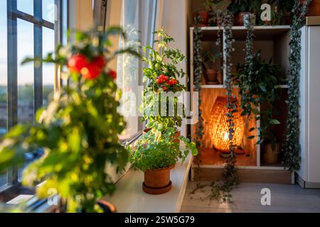 Hausgemachte kleine Balkonstrauche kirschrote Tomaten in Tontöpfen, die zu Hause auf der Fensterbank wachsen. Stockfoto