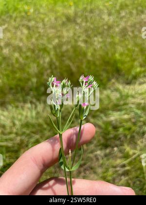 Slender Centaury (Centaurium tenuiflorum), Plantae, Louisiana, USA Stockfoto
