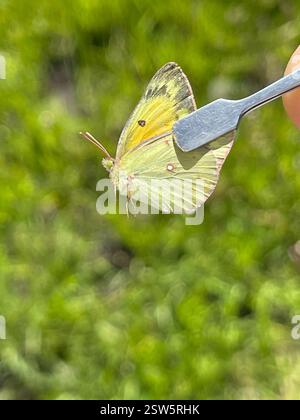 Orangenschwefel (Colias eurytheme), Insecta, San Juan County, US-UT, USA, kleine Frau Stockfoto