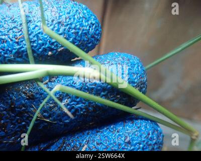 Bermuda Gras (Cynodon dactylon), Plantae, Greenhithe, North Auckland, NZ, kriechendes Gras mit sehr zähen bambusartigen Rhizomen, im halbländlichen Garten zwischen hauptsächlich exotischen Zierbäumen und Sträuchern Stockfoto