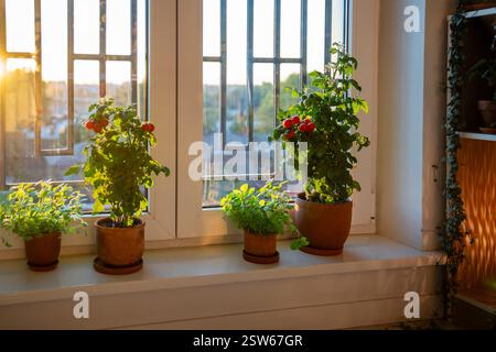 Hausgemachte kleine Balkonstrauche kirschrote Tomaten in Tontöpfen, die zu Hause auf der Fensterbank wachsen. Stockfoto