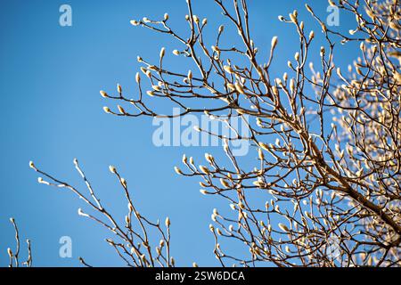 WASHINGTON DC, USA – die Magnolia (Magnolia x soulangeana) zeigt ihre frühen Knospen im George Mason Memorial im West Potomac Park. Die aufstrebenden Magnolien signalisieren den nahenden Frühling in der Hauptstadt des Landes. Das Denkmal ehrt George Mason, einen Staatsmann aus Virginia und einer der Verfasser der US-Verfassung, der sich für individuelle Rechte einsetzte. Stockfoto