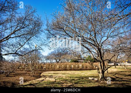 WASHINGTON DC, USA – die Magnolia (Magnolia x soulangeana) zeigt ihre frühen Knospen im George Mason Memorial im West Potomac Park. Die aufstrebenden Magnolien signalisieren den nahenden Frühling in der Hauptstadt des Landes. Das Denkmal ehrt George Mason, einen Staatsmann aus Virginia und einer der Verfasser der US-Verfassung, der sich für individuelle Rechte einsetzte. Stockfoto