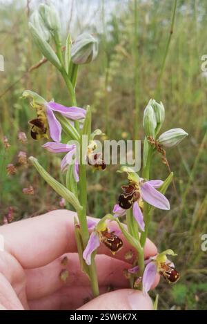 BienenOrchidee (Ophrys apifera), Plantae, Rieder, Ballenstedt, Deutschland, ich fand ca. 10 Pflanzen an insgesamt 3 Stellen. Es ist nicht einfach, unter anderen Pflanzen zu finden. Kalkgrasland Stockfoto