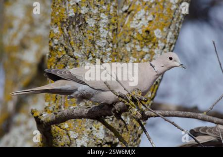 Eurasischen, Streptopelia decaocto Collared-Dove Stockfoto