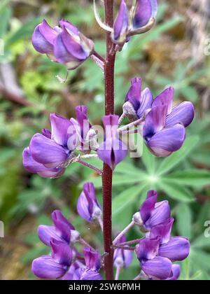 Breitblatt-Lupine (Lupinus latifolius), Plantae, Carmel, CA, USA, Laubblättrige Lupine (Lupinus latifolius latifolius) aus der Familie der Leguminosen (Fabaceae), die 3-15 dm (bis zu 59 Zoll) hoch in feuchten Böden in offenen Wäldern oder Pinseln wächst. Er hat große, breite Blätter und einen offenen Blütenstand, in dem die Blüten entlang des Stängels gut verteilt sind. Blätter haben 5–11 breite, 4–10 cm lange Blattblätter. Kiel ist nur am oberen Rand behaart. Die Stiele sind trüb bis puberulent. Blütezeit: April-Juli. (Die größere Größe der Flugblätter und die offene Blütenstände sind die klarsten Stockfoto