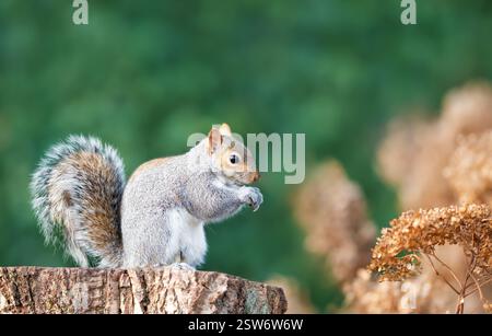 Niedliches graues Eichhörnchen isst Nüsse auf einem Baumstumpf im Herbst, Großbritannien. Stockfoto