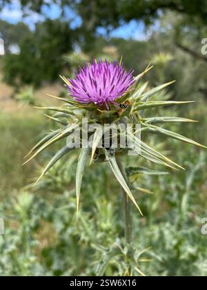 Mariendistel (Silybum marianum), Plantae, Henry W. Coe State Park, Gilroy, CA, USA, Mariendistel (Silybum marianum) wurde in der Familie der Asteraceae eingeführt, die entlang von Straßenrändern, auf Weiden und in gestörten Böden wächst. Die Blätter sind charakteristisch: Die großen, weißen Adern sind meist sehr hell und sichtbar. Die weiße Färbung ist immer auf den Venen dritter Ordnung vorhanden. Phyllare sind sternförmig, mit langen, scharfen Stacheln, die direkt unter den großen, violetten, einsamen Blumenköpfen ausstrahlen. Blütezeit: Mai-Juni. Ausgezeichneter Vergleich der Disteln mit der Zwergdicke: https://www Stockfoto