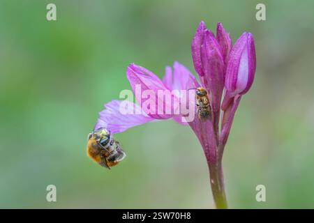 Faszinierendes Makro einer SchmetterlingsOrchidee mit zwei Bienen, das den komplizierten Bestäubungsprozess und die lebendigen Farben zeigt. Stockfoto