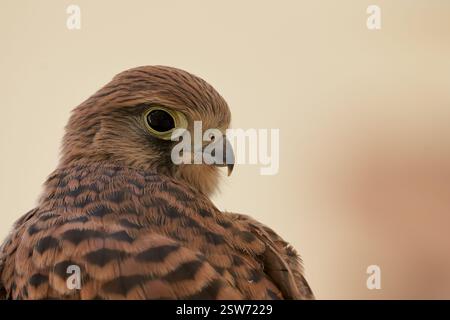 Ein Nahporträt eines gewöhnlichen Turmfalken, das sein scharfes Auge und sein detailliertes braunes und schwarzes Gefieder vor einem weichen beigefarbenen Hintergrund hervorhebt Stockfoto