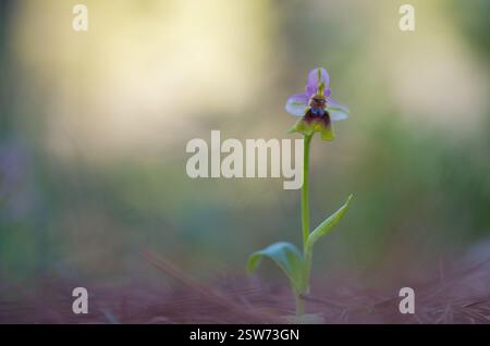 Atemberaubende Makroaufnahme einer Ophrys Tendthredinifera Orchidee mit ihren komplizierten Details und leuchtenden Farben vor einem weichen Hintergrund. Stockfoto