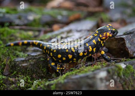 Ein morrenischer Salamander mit schwarzem Körper und gelben Flecken wird in einer Makroaufnahme auf moosigen Felsen aufgenommen und zeigt seine natürliche Tarnung. Stockfoto