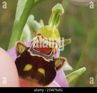 BienenOrchidee (Ophrys apifera), Plantae, Rieder, Ballenstedt, Deutschland, ich fand ca. 10 Pflanzen an insgesamt 3 Stellen. Es ist nicht einfach, unter anderen Pflanzen zu finden. Kalkgrasland Stockfoto