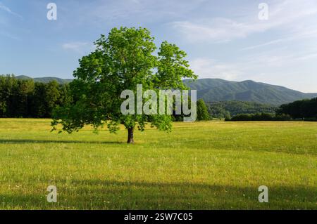 Blick auf eine einzelne einzelne Eiche in einem Feld in Cades Cove im Great Smoky Mountains National Park in Tennessee Stockfoto