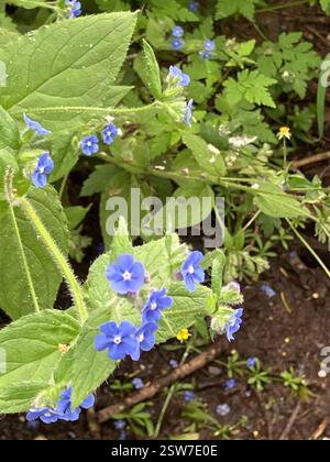 Green Alkanet (Pentaglottis sempervirens), Plantae, Bank Top Cottages, Stafford, England, GB Stockfoto
