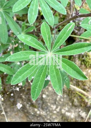 Breitblatt-Lupine (Lupinus latifolius), Plantae, Carmel, CA, USA, Laubblättrige Lupine (Lupinus latifolius latifolius) aus der Familie der Leguminosen (Fabaceae), die 3-15 dm (bis zu 59 Zoll) hoch in feuchten Böden in offenen Wäldern oder Pinseln wächst. Er hat große, breite Blätter und einen offenen Blütenstand, in dem die Blüten entlang des Stängels gut verteilt sind. Blätter haben 5–11 breite, 4–10 cm lange Blattblätter. Kiel ist nur am oberen Rand behaart. Die Stiele sind trüb bis puberulent. Blütezeit: April-Juli. (Die größere Größe der Flugblätter und die offene Blütenstände sind die klarsten Stockfoto